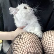 Слив Морфилины